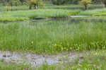 Cuban bulrush